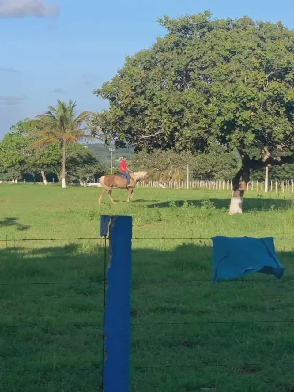 haras  na região de Macaíba com 25 baias é parque de vaquejada - Foto 5
