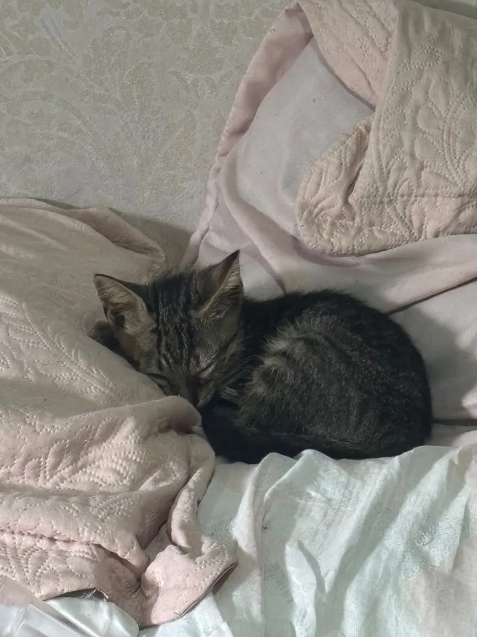 Gato Filhote Macho