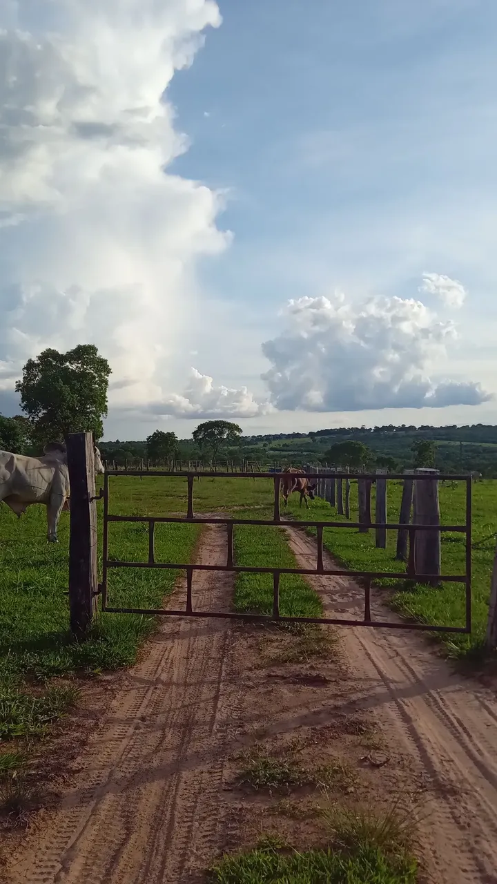 Chacara 30 hectares