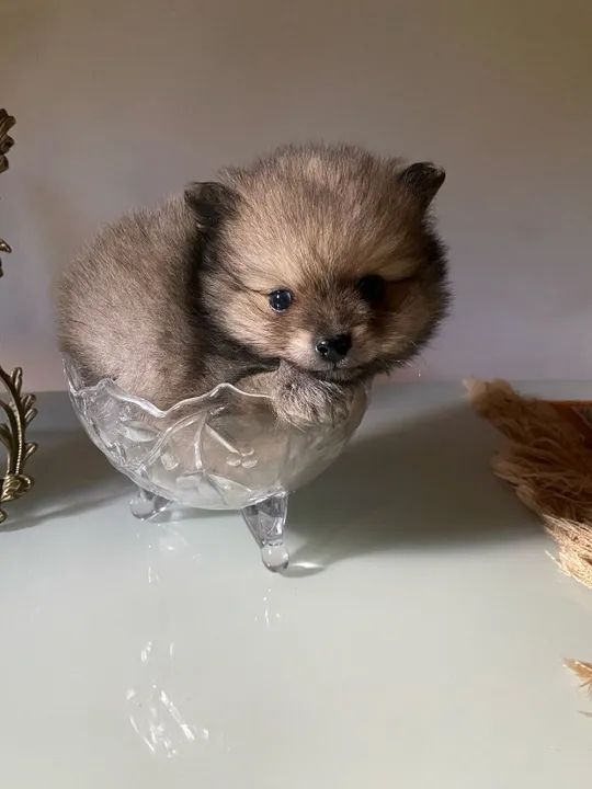 Filhote Spitz Alemão Fêmea 2 meses- (Lulu da Pomerânia)  