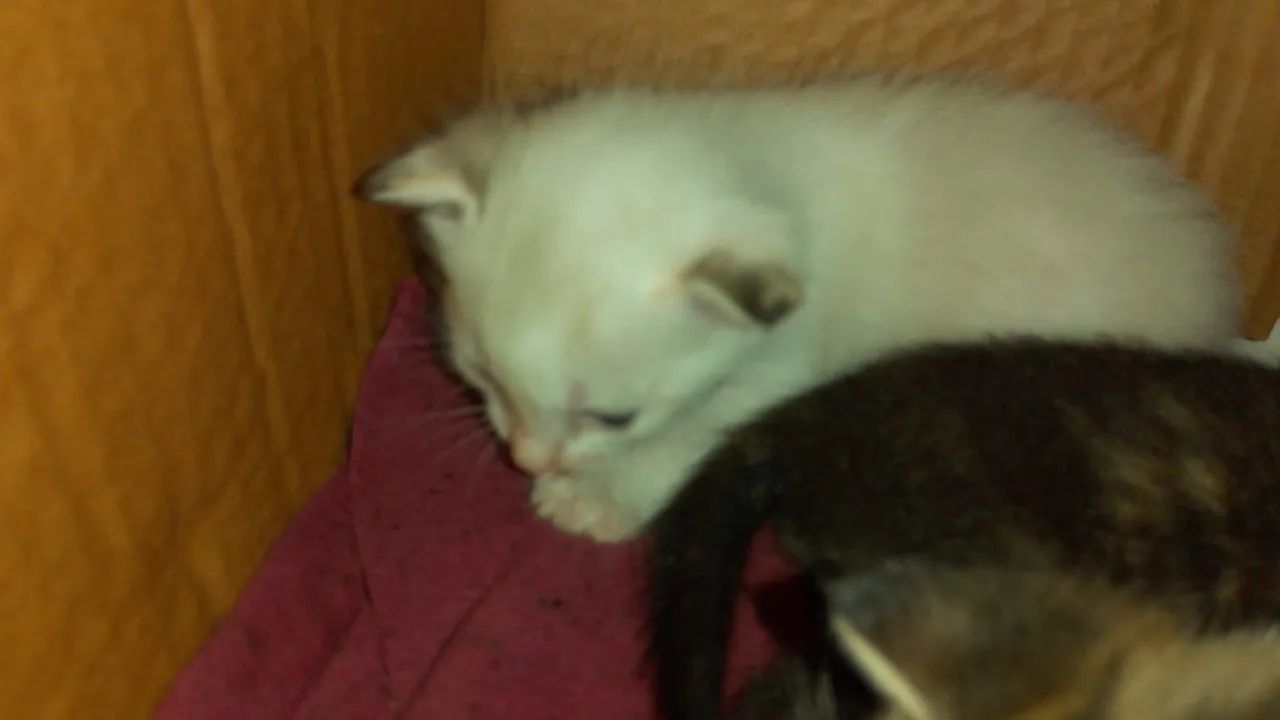 Gotos filhotes Rn para doação  - Foto 6