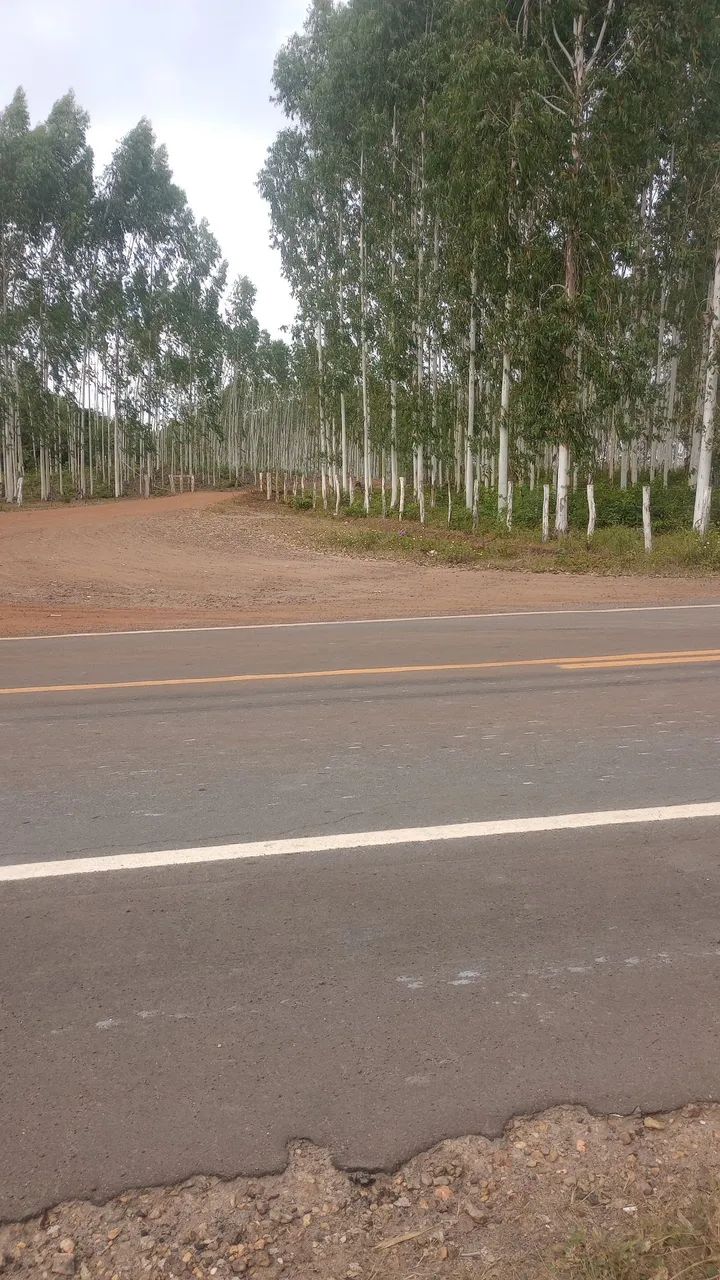 Fazenda 400 Ha Asfalto Energia Água Internet Região Desenvolvida - Foto 10