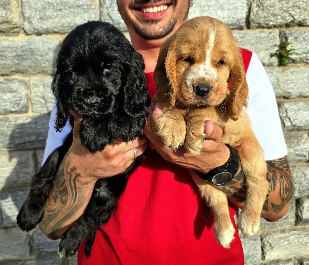 Filhotes de Cocker Spaniel de ALTO PADRÃO - Foto 3