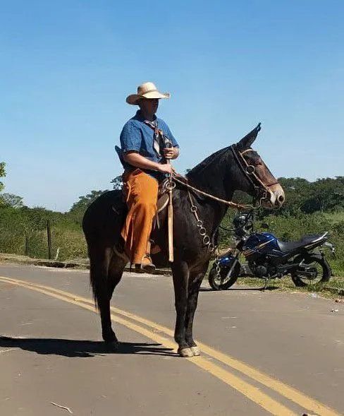 Mula para venda