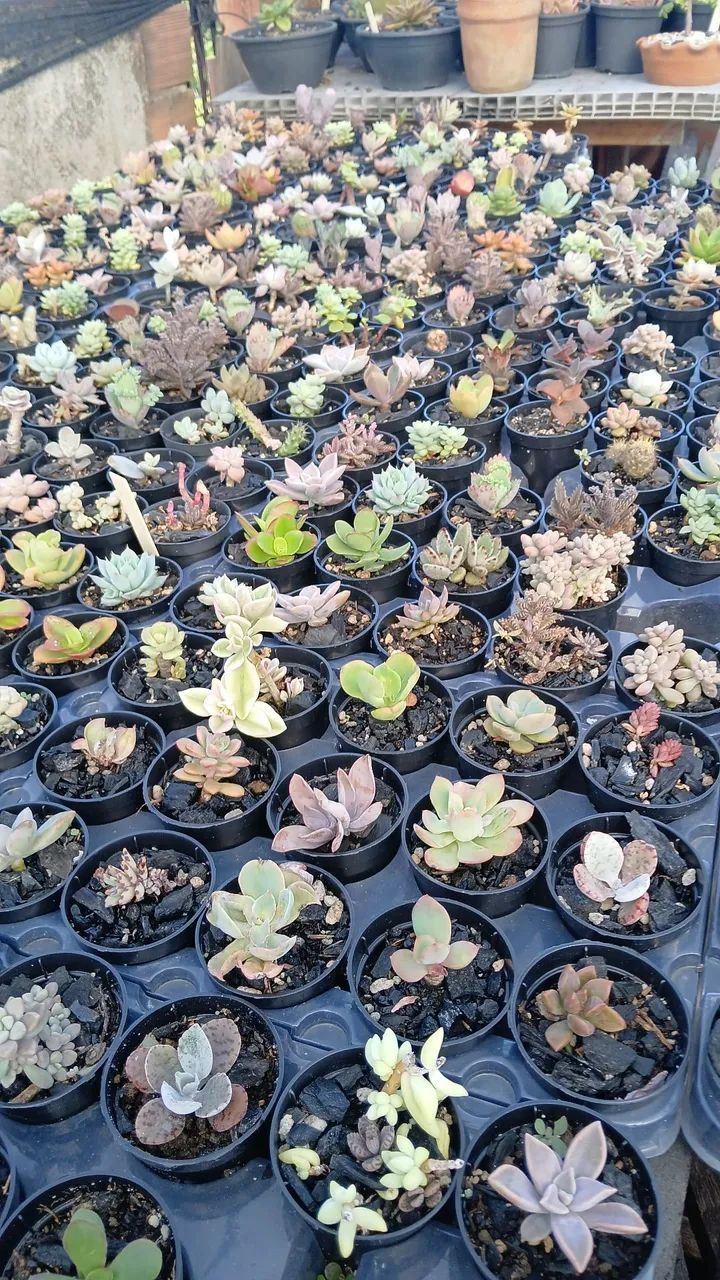 Suculentas e Cactos a partir de 2 reais - Foto 3