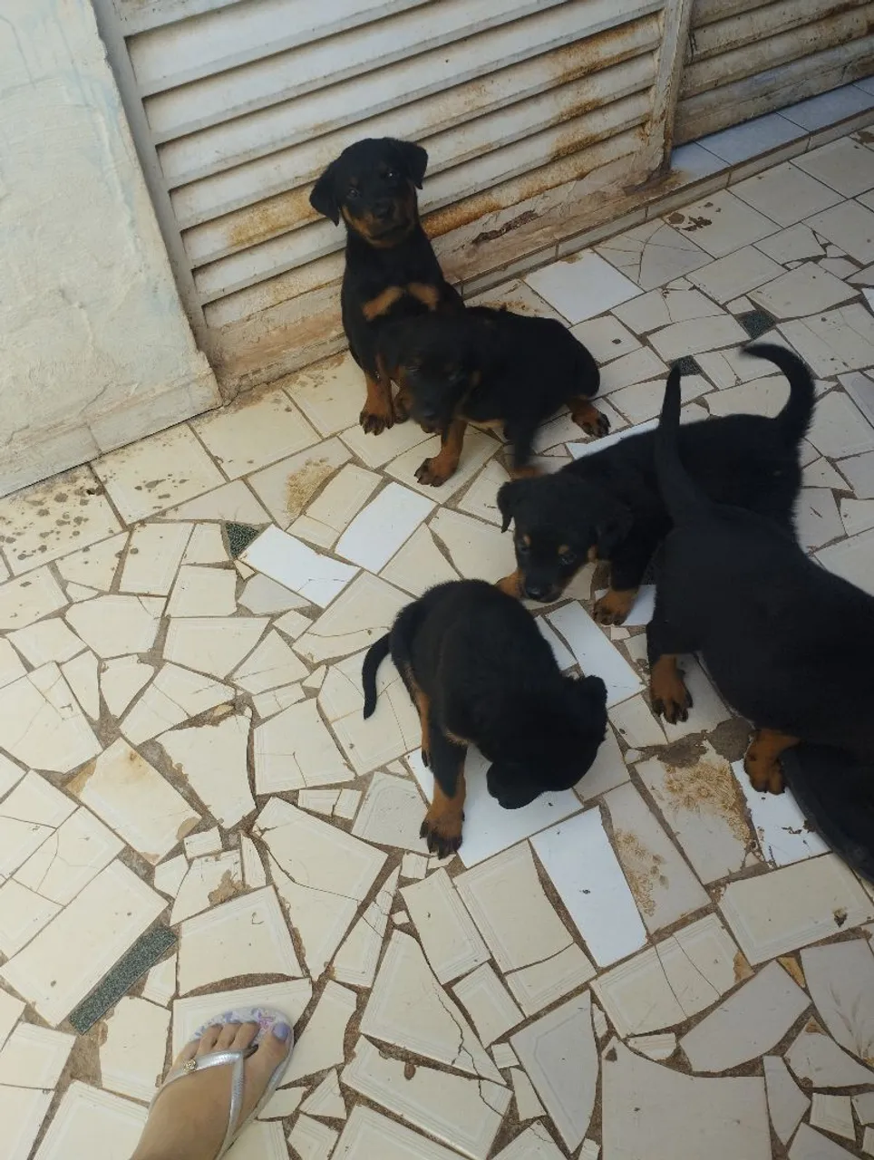 Filhotes de Rottweiler