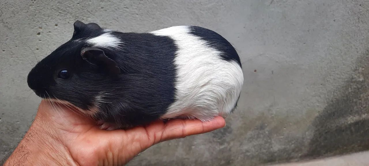 Porquinho da Índia raça Inglês macho disponíveis!! - Foto 3