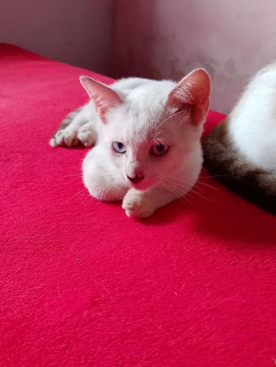 Gatinho Fofo para Adoção - Foto 5