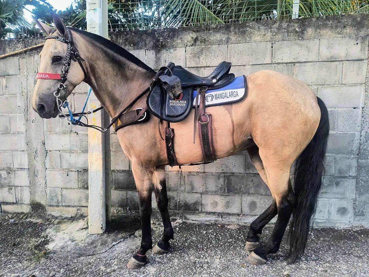 Vendo égua linda, muito dócil - Foto 3