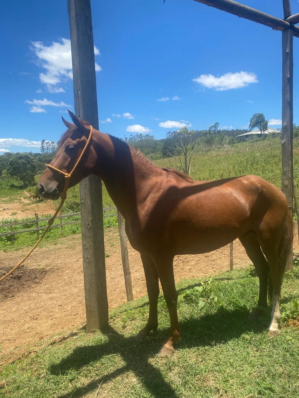 Potro mangalarga  - Foto 2