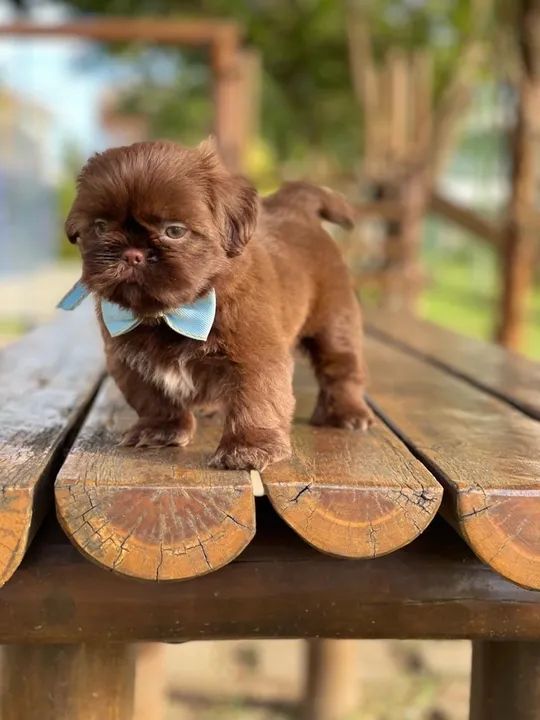 Filhote de shih tzu linhagem canadense macho. 