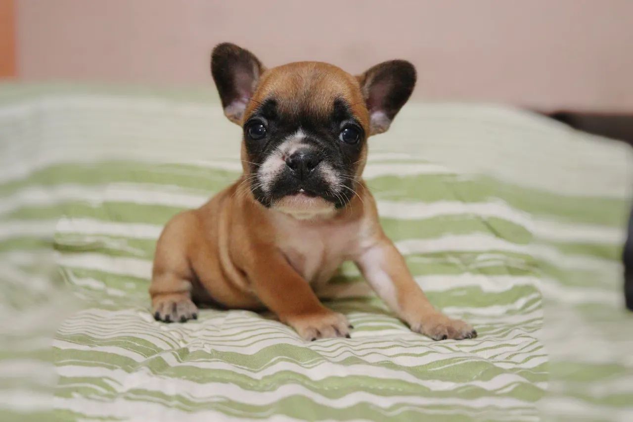 Filhotes de Bulldog Francês - Foto 2