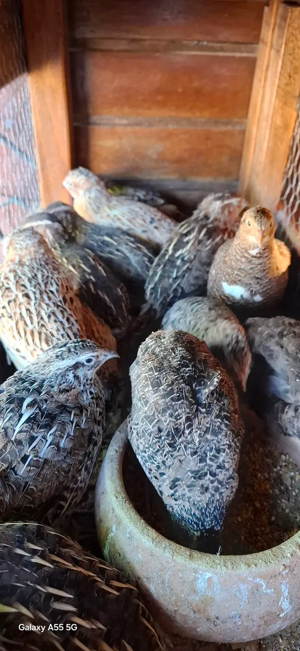 Codornas gigantes para venda ( PROMOÇÃO )