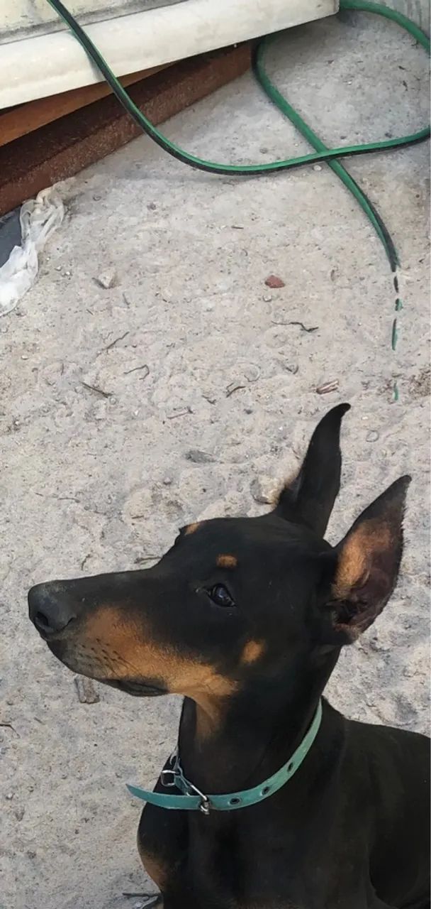 Vendo cachorro Doberman puro - Foto 4