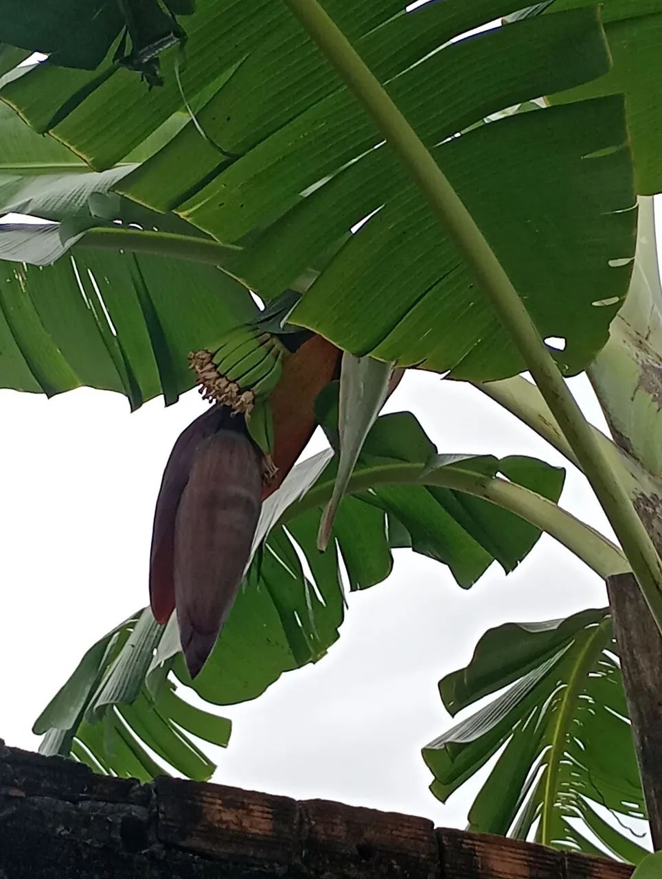 Vendo Mudas de Bananas  - Foto 5