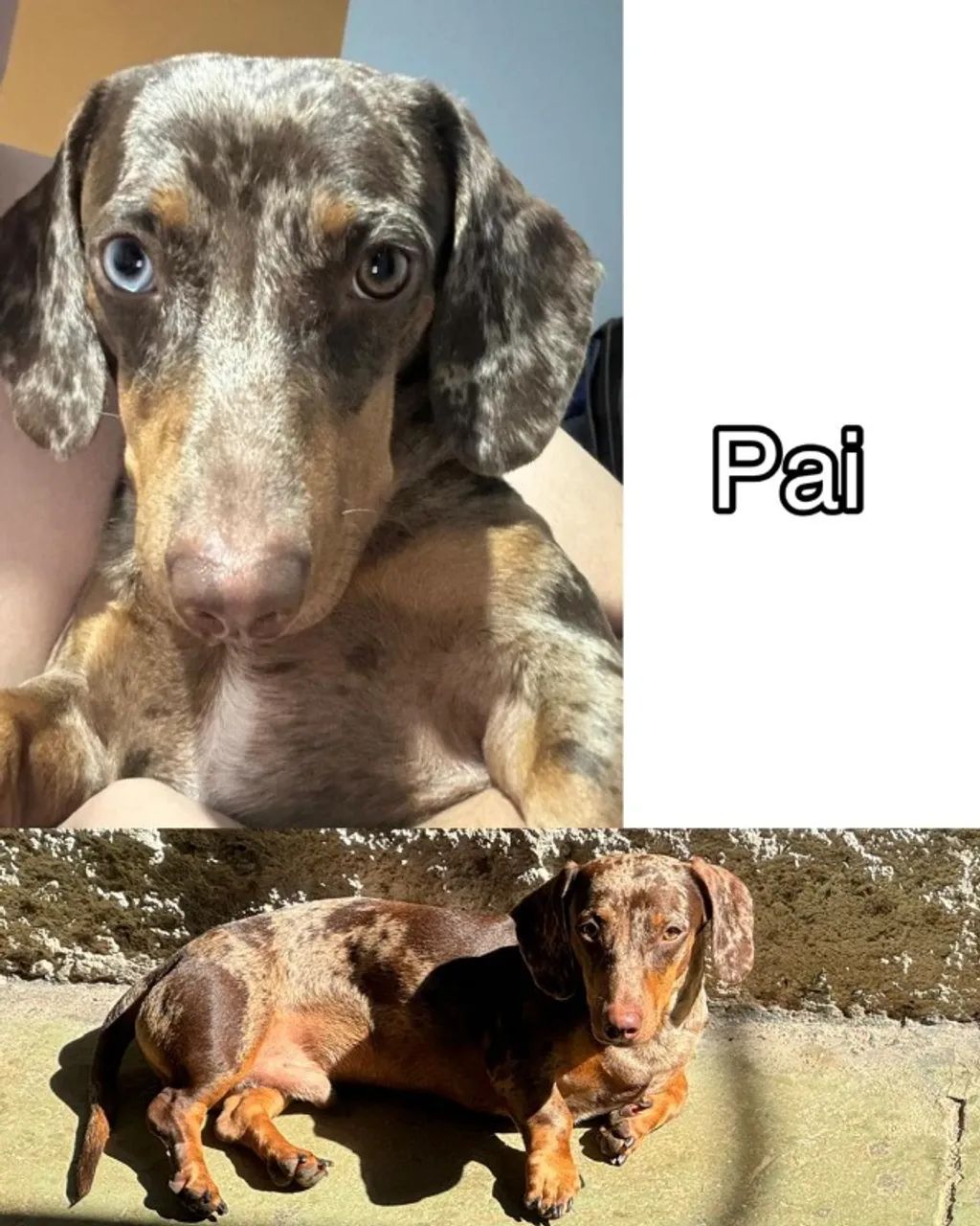 Filhote Fêmea- Dachshund/Basset Arlequim  - Foto 3