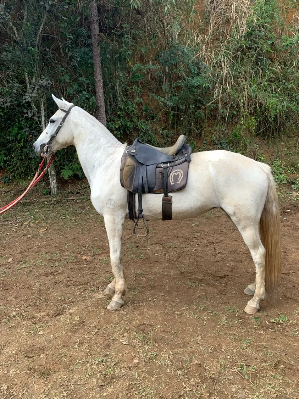 Mangalarga marchador