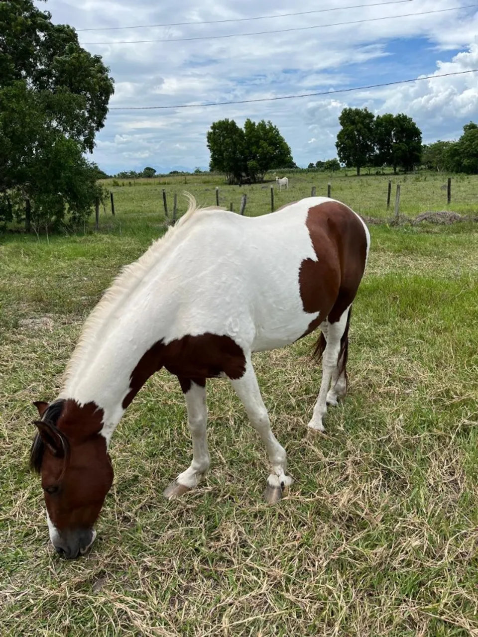 cavalo mangalarga marchador