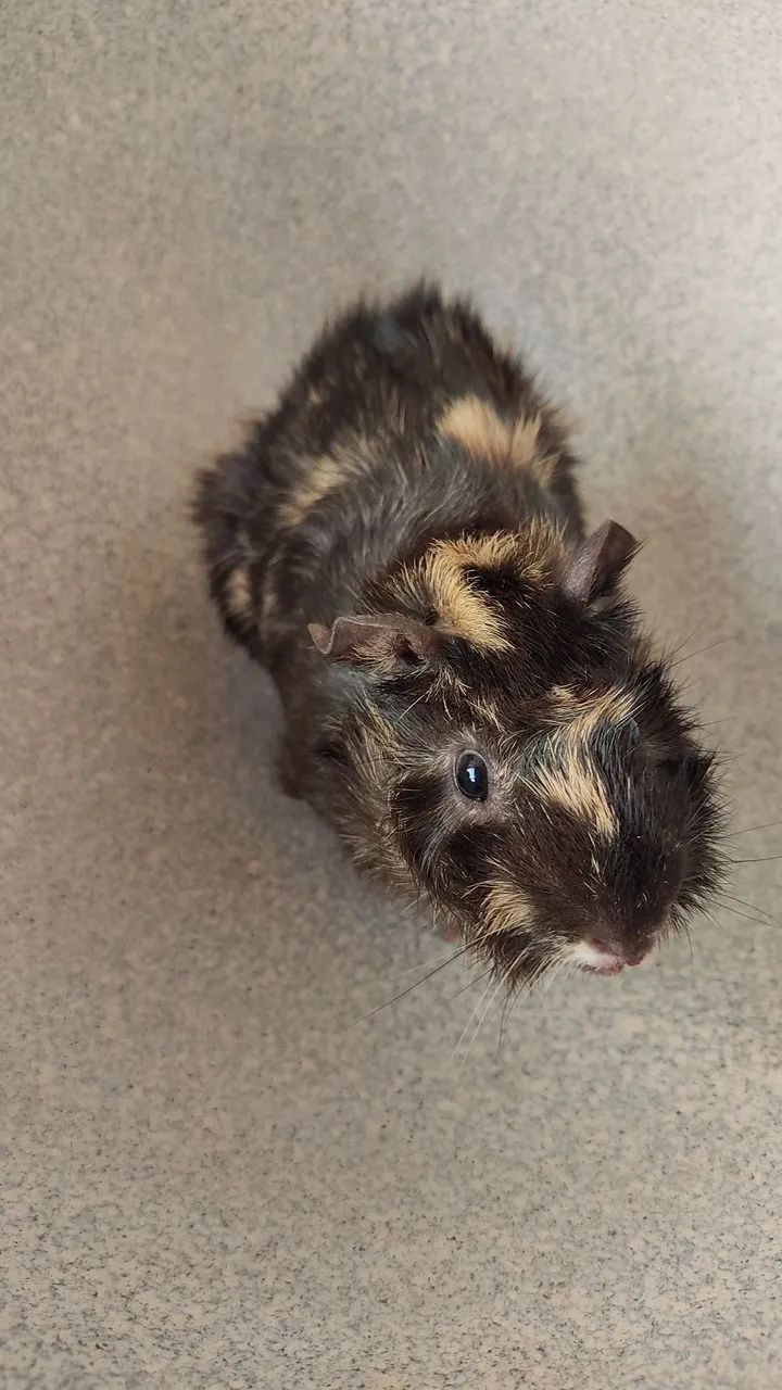 Porquinho da Índia macho 