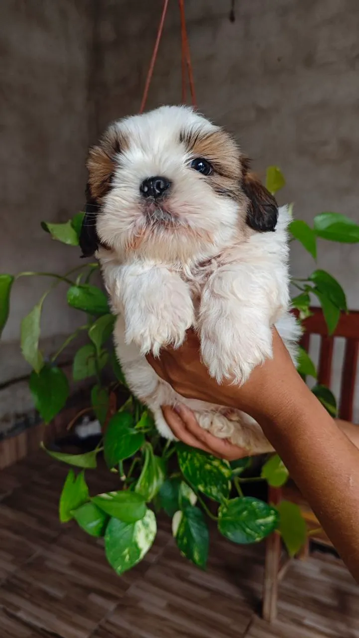 Filhote de Shih Tzu fofo e adorável!