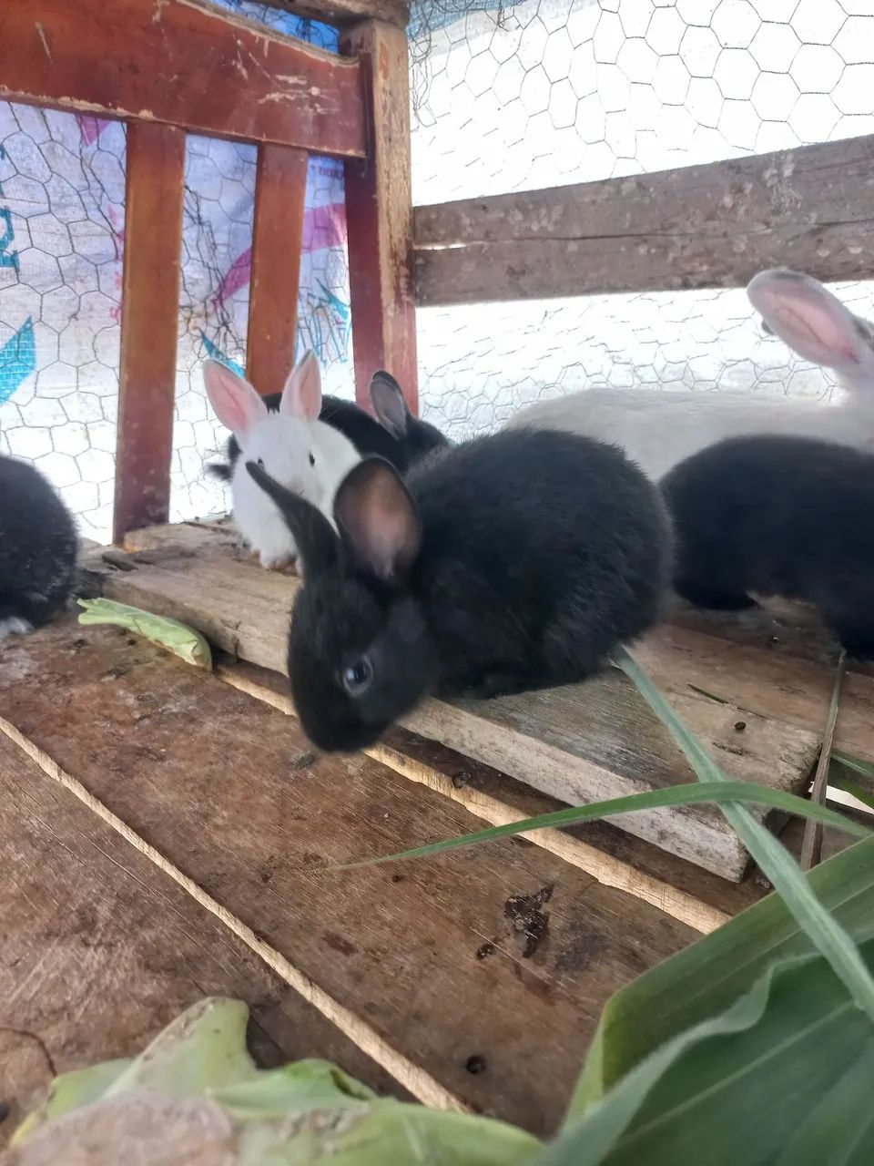 Filhote de coelho fofinhos  - Foto 5