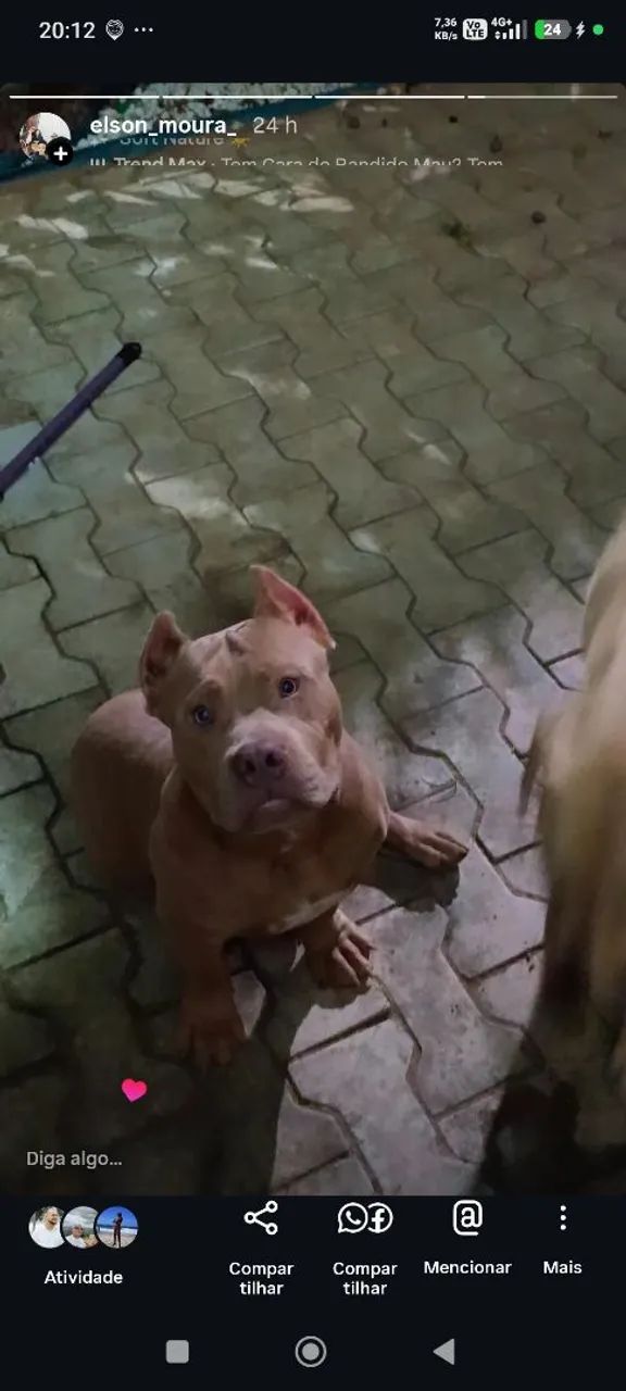 Cachorro