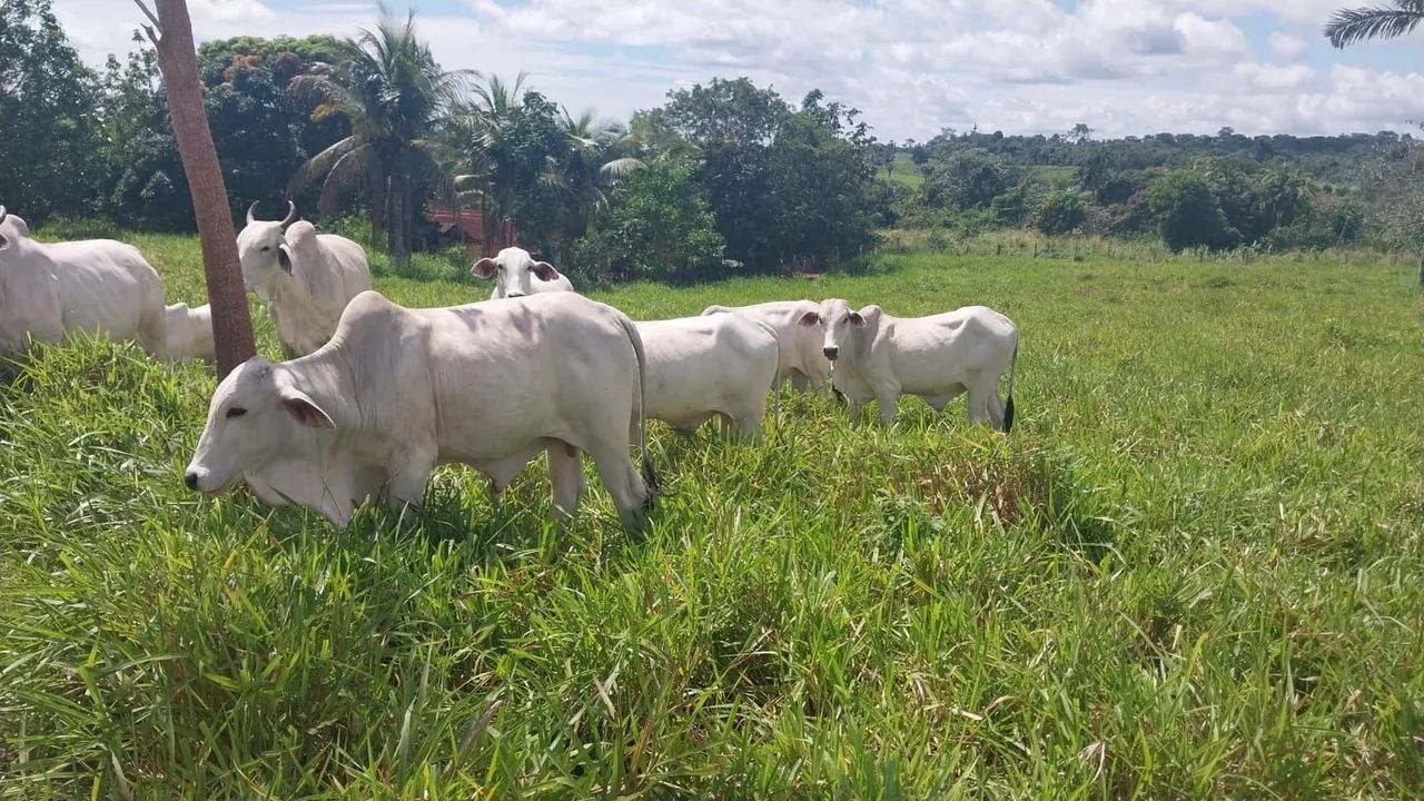 Chácara Vila de Limão - Monte Alegre - PA - Foto 3