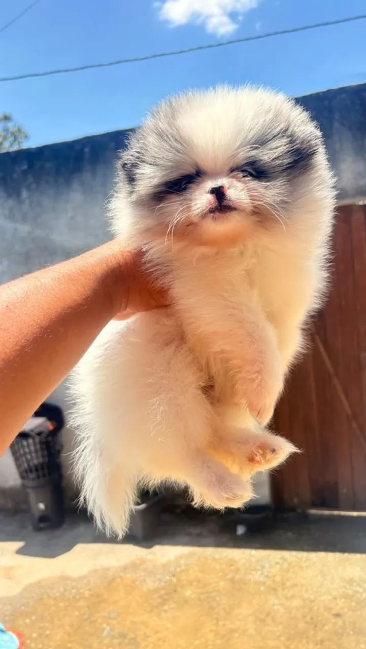 Lulu da pomerânia  - Foto 2
