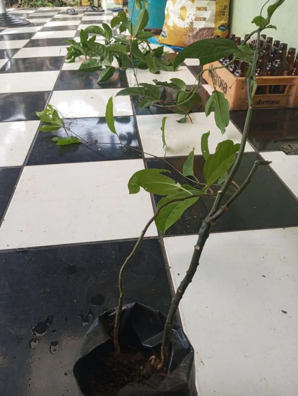 Muda maracujá , quase produzindo - Foto 2