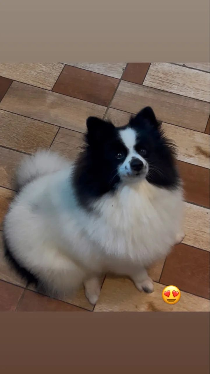 Cachorro  - Foto 5