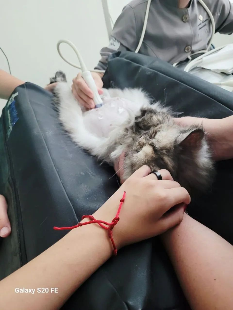 Gatos Persa Com Pedigree - Foto 5