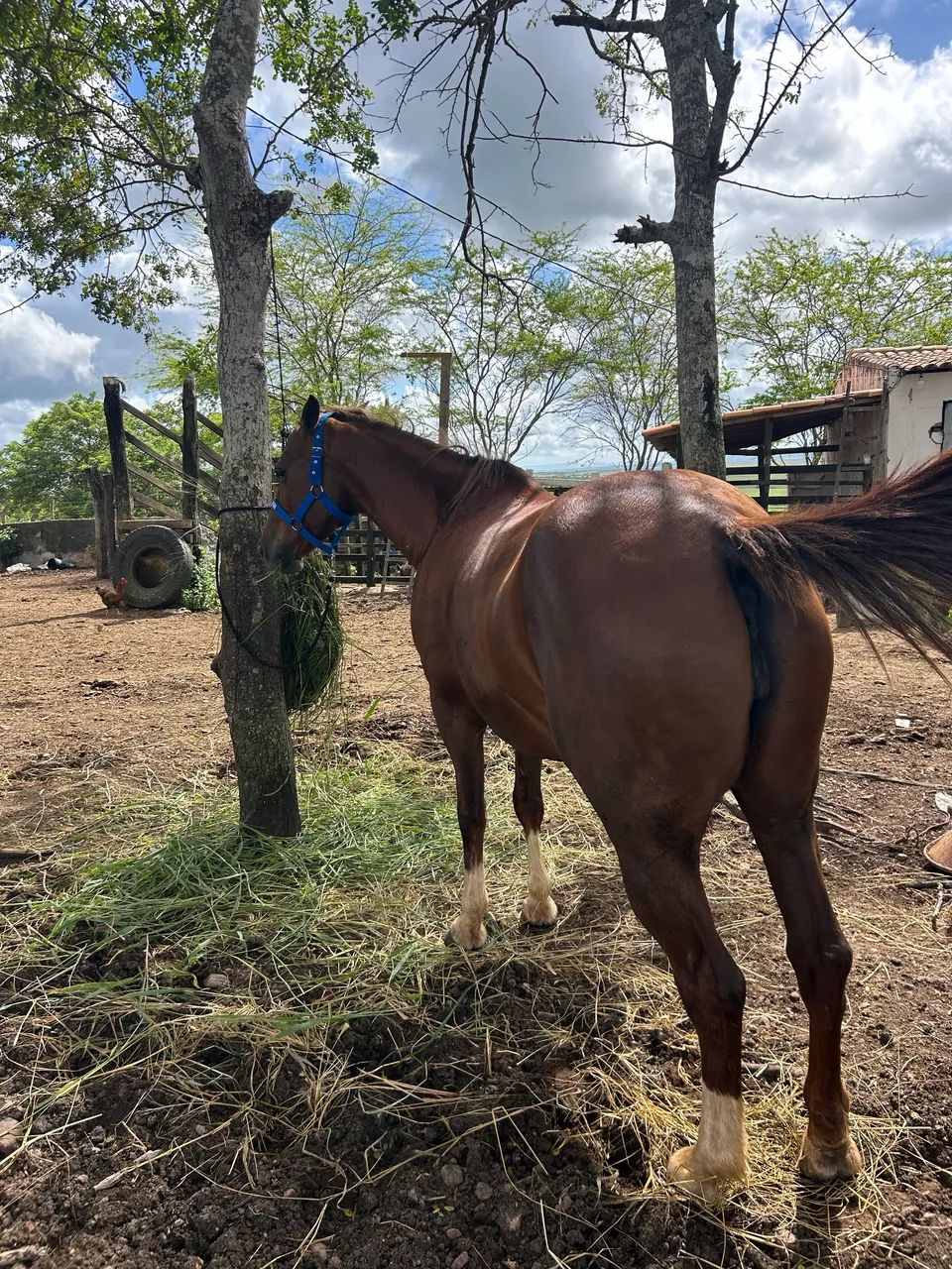 Égua quarto de milha - Foto 4