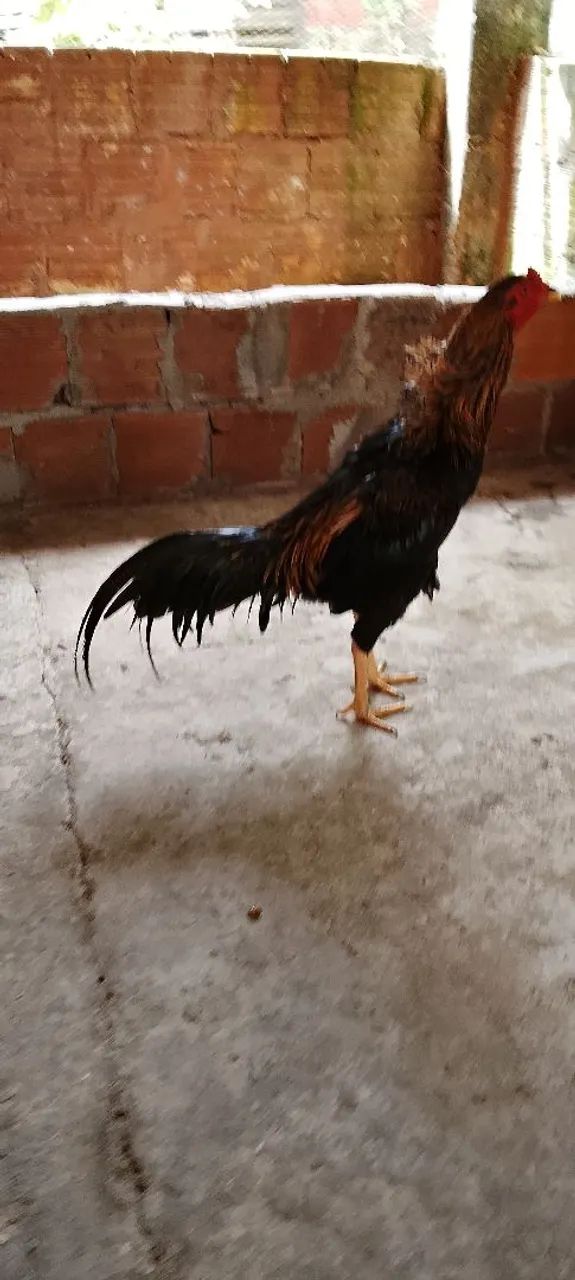 Frango 5 - Foto 3