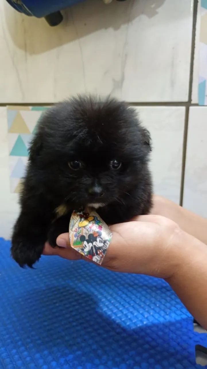 Que lindo macho ? - Foto 3