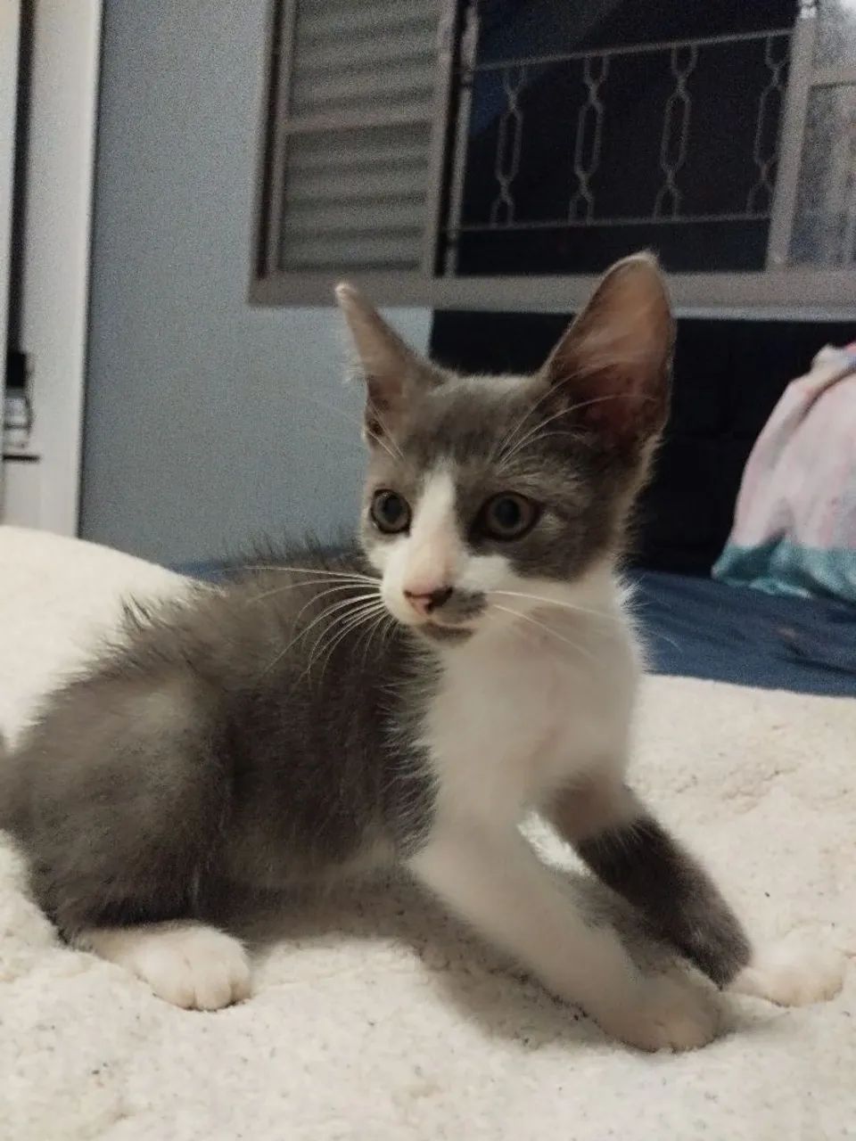 Doa-se gatinho macho resgatado - Foto 3