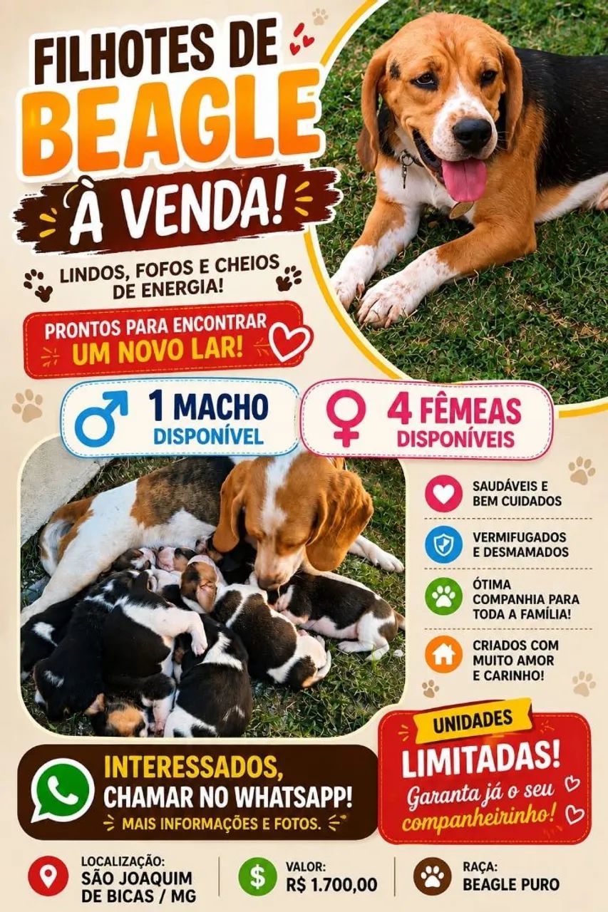 FILHOTES DE BEAGLE 