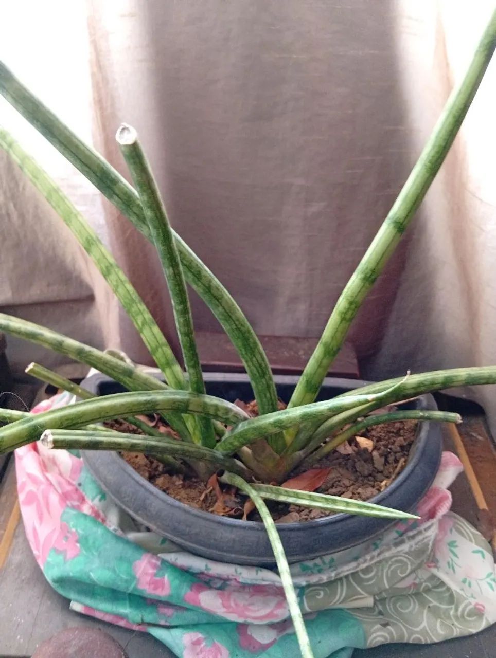 Planta - Foto 3