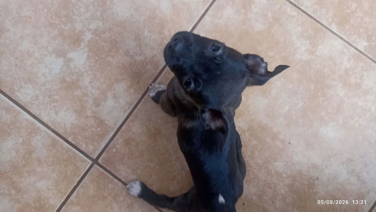Cachorrinha para adoção  - Foto 4