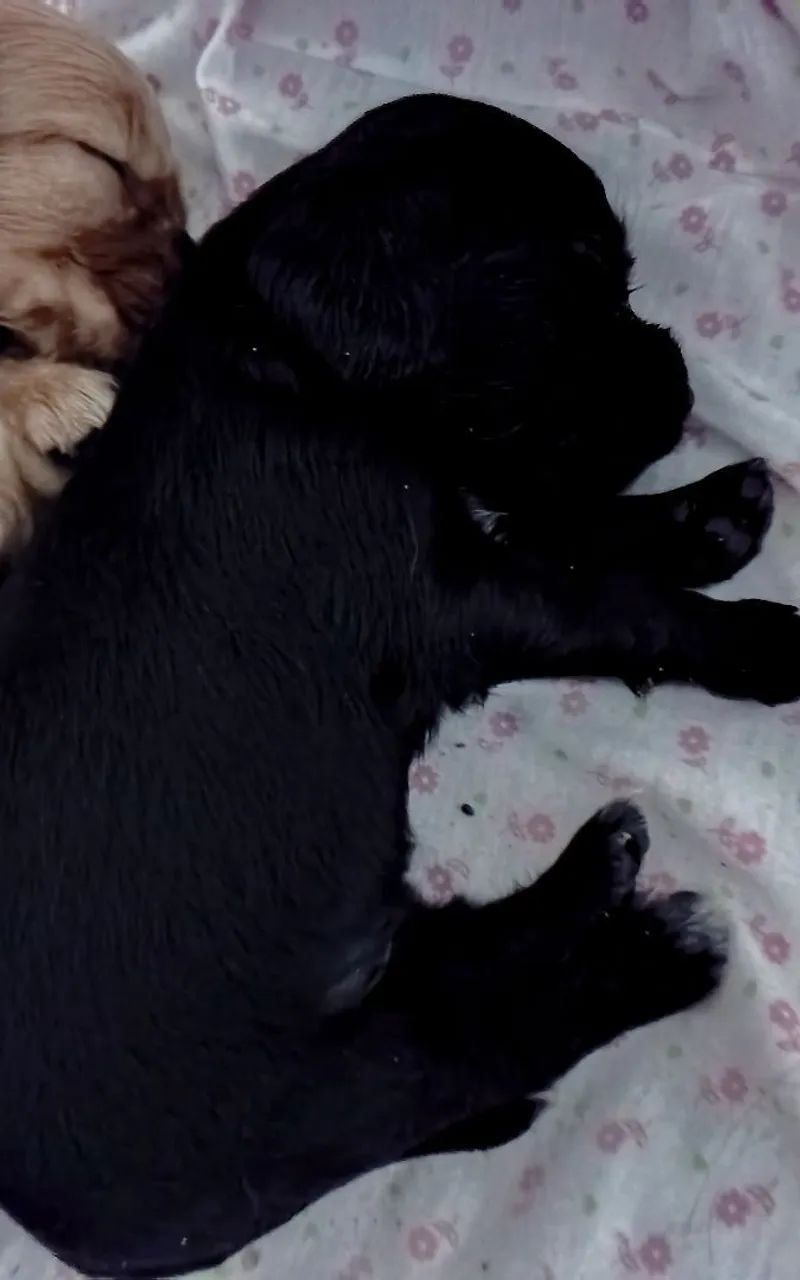 Cocker Spaniel inglês  - Foto 2
