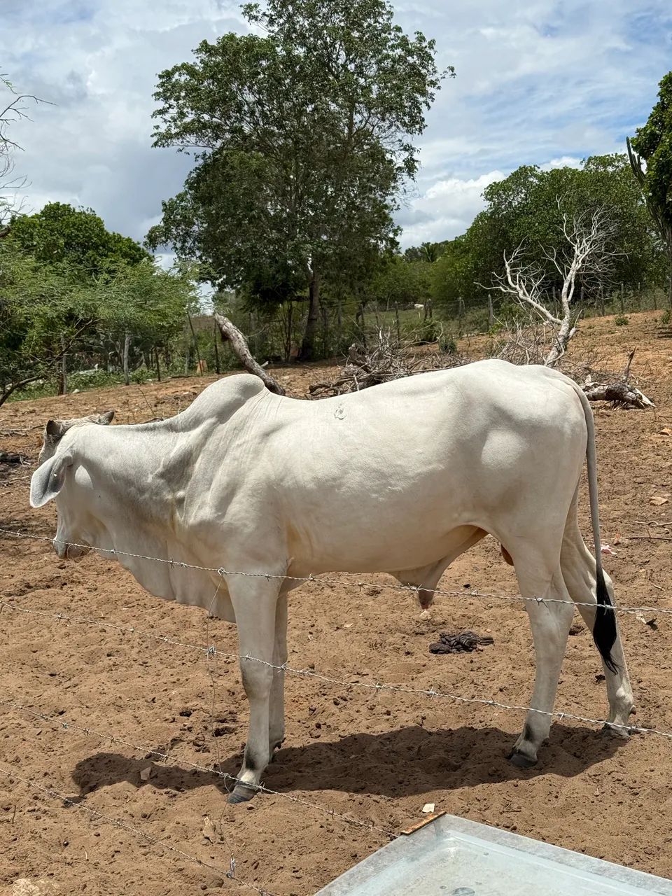 Vendo 3 Garrotes/bezerros Nelore - Ótima Oportunidade - Foto 3