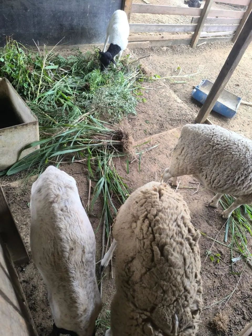 Animais  - Foto 4