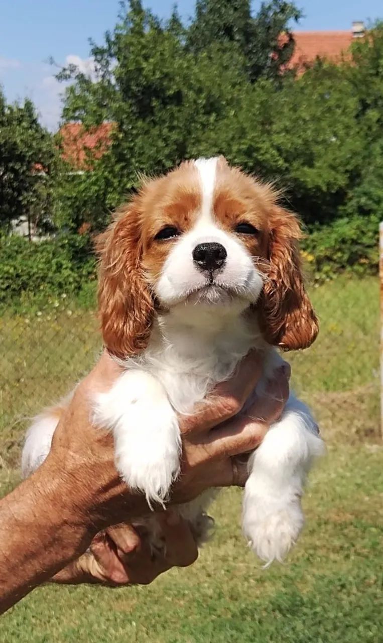 Cavalier King Charles pronta entrega - Foto 2