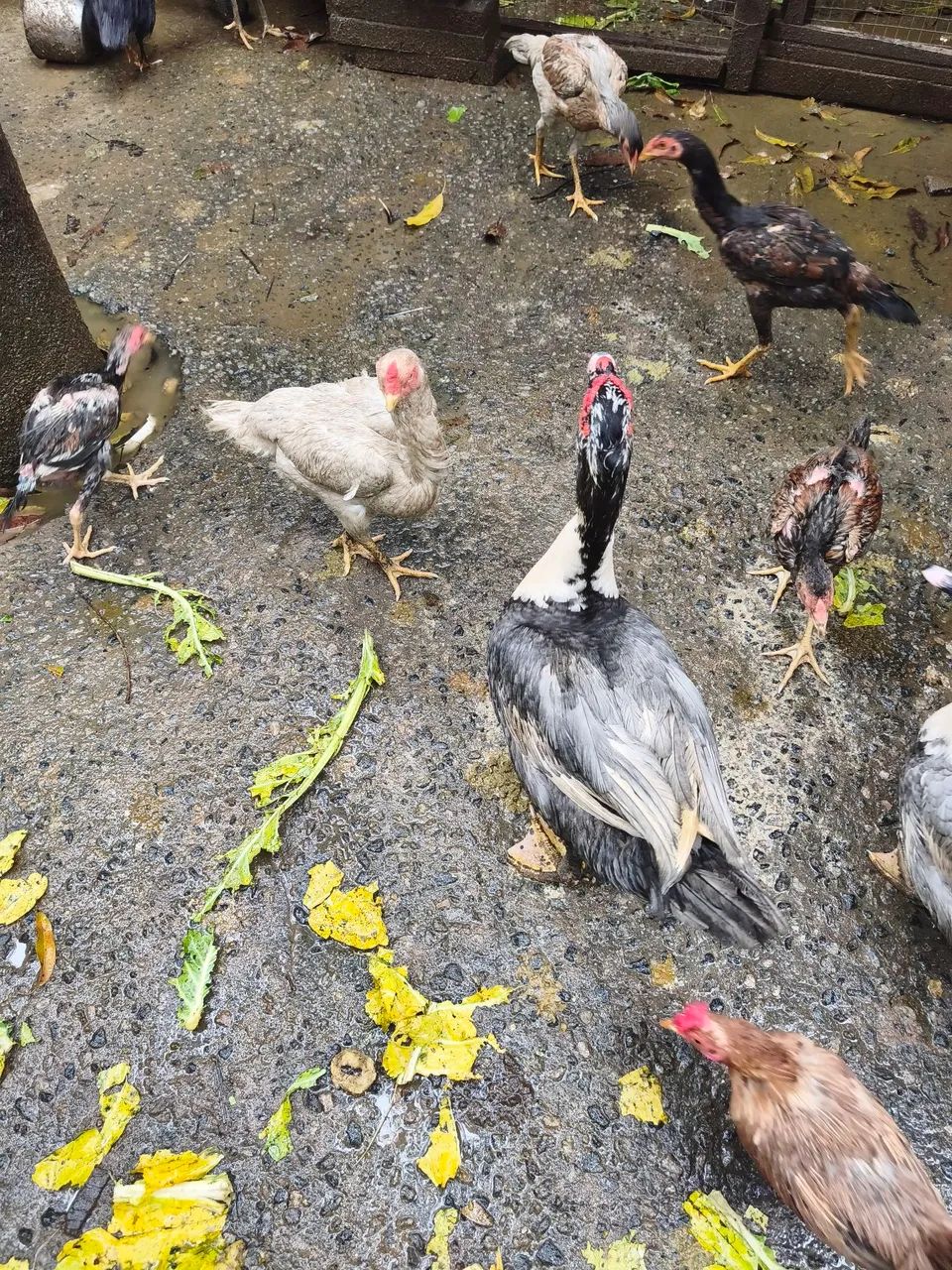 Vendo casal de pato coisa linda  - Foto 2