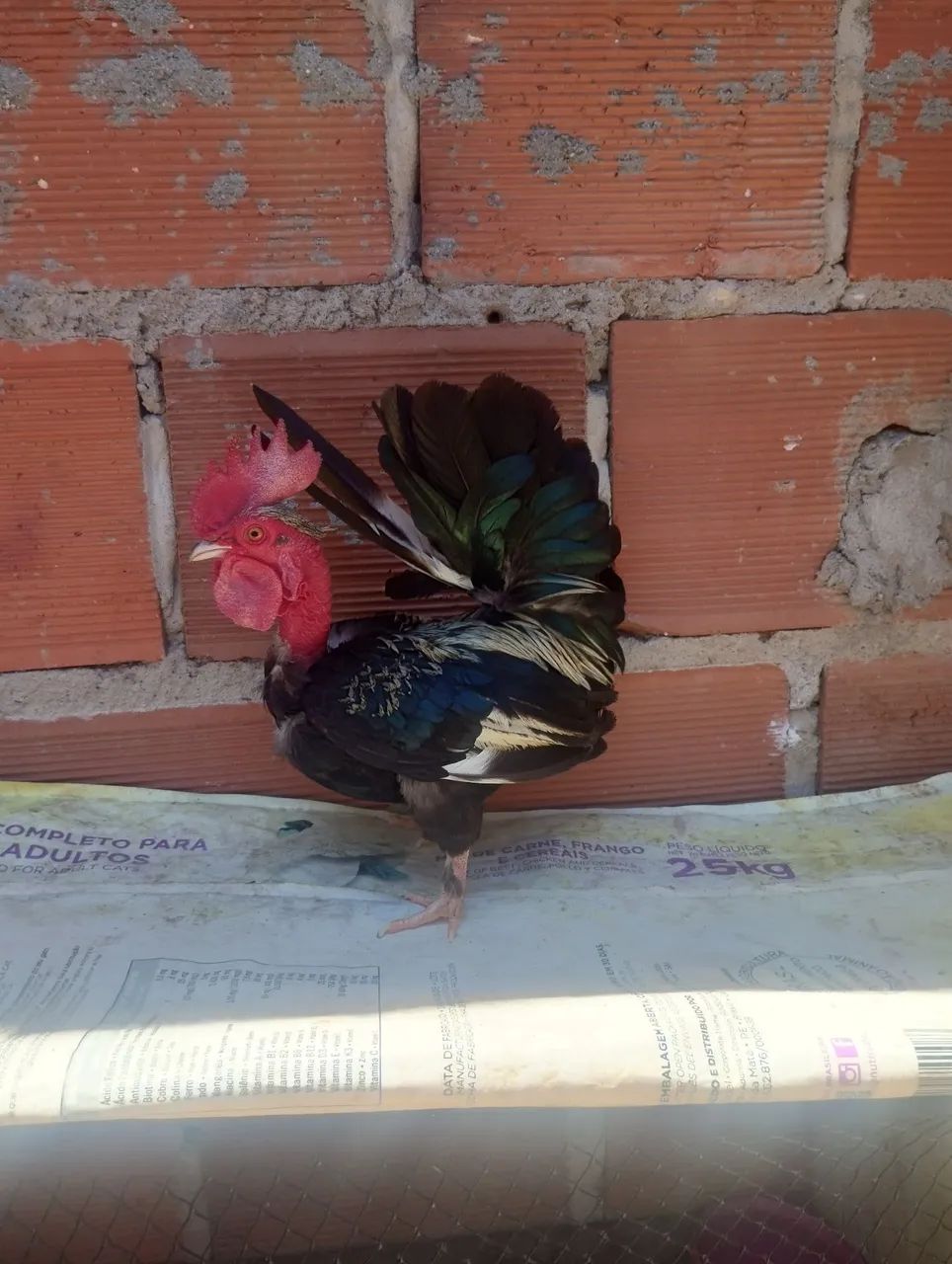 Galo polaco mini 