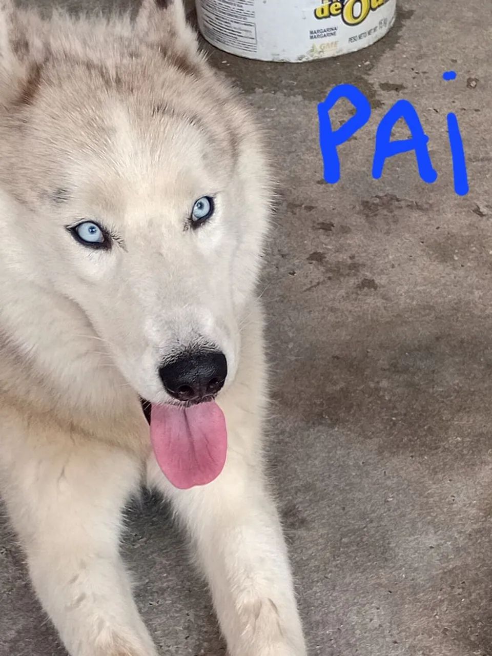 Husky siberiano  - Foto 2