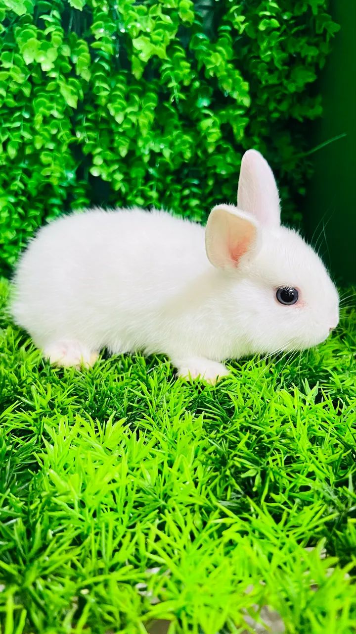 Mini Coelhos - Foto 2
