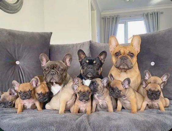 Bulldogue Frances