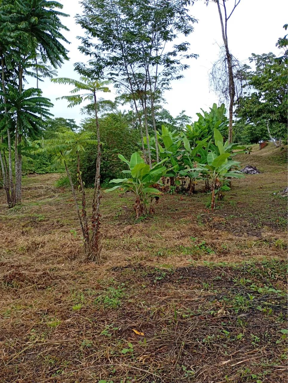 Chácara a venda ramal novo horizonte  - Foto 3