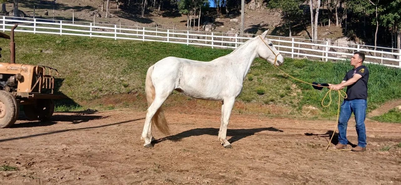 Cavalo Magalarga machador - Foto 3