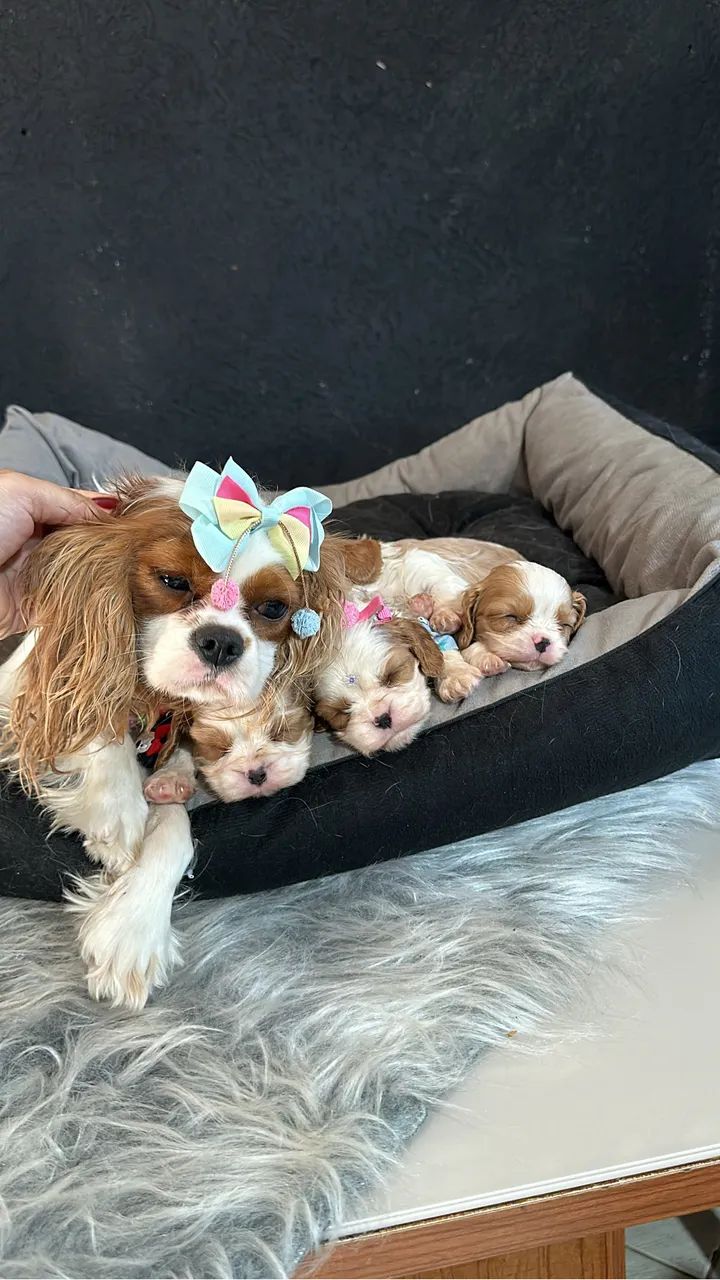Cavalier king - Foto 3